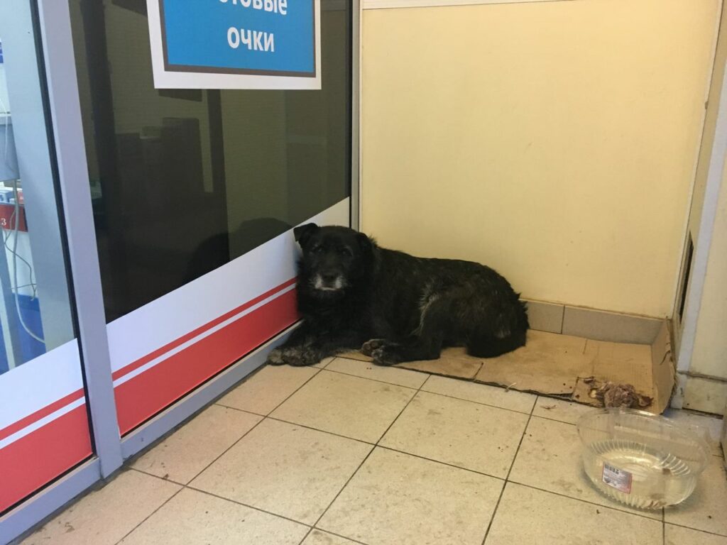 бездомная собака в магазине