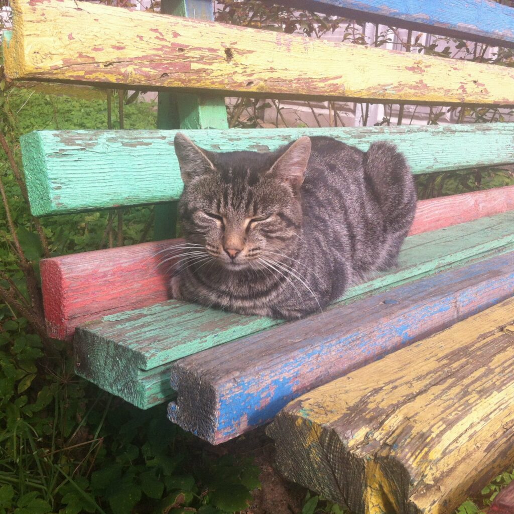 Кошка из военного городка