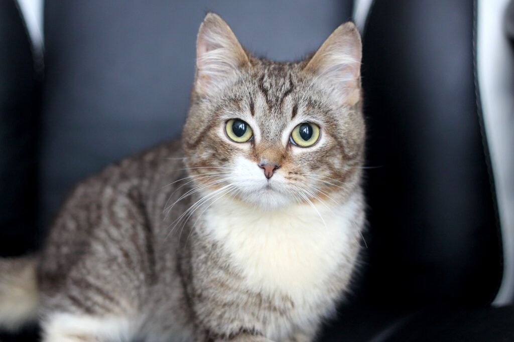 Европейская короткошерстная кошка с полосатым окрасом и белым грудкой смотрит прямо в камеру.