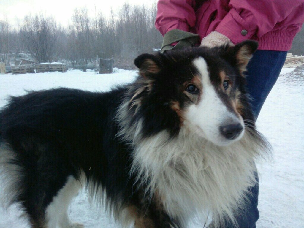 Старичок колли в приюте