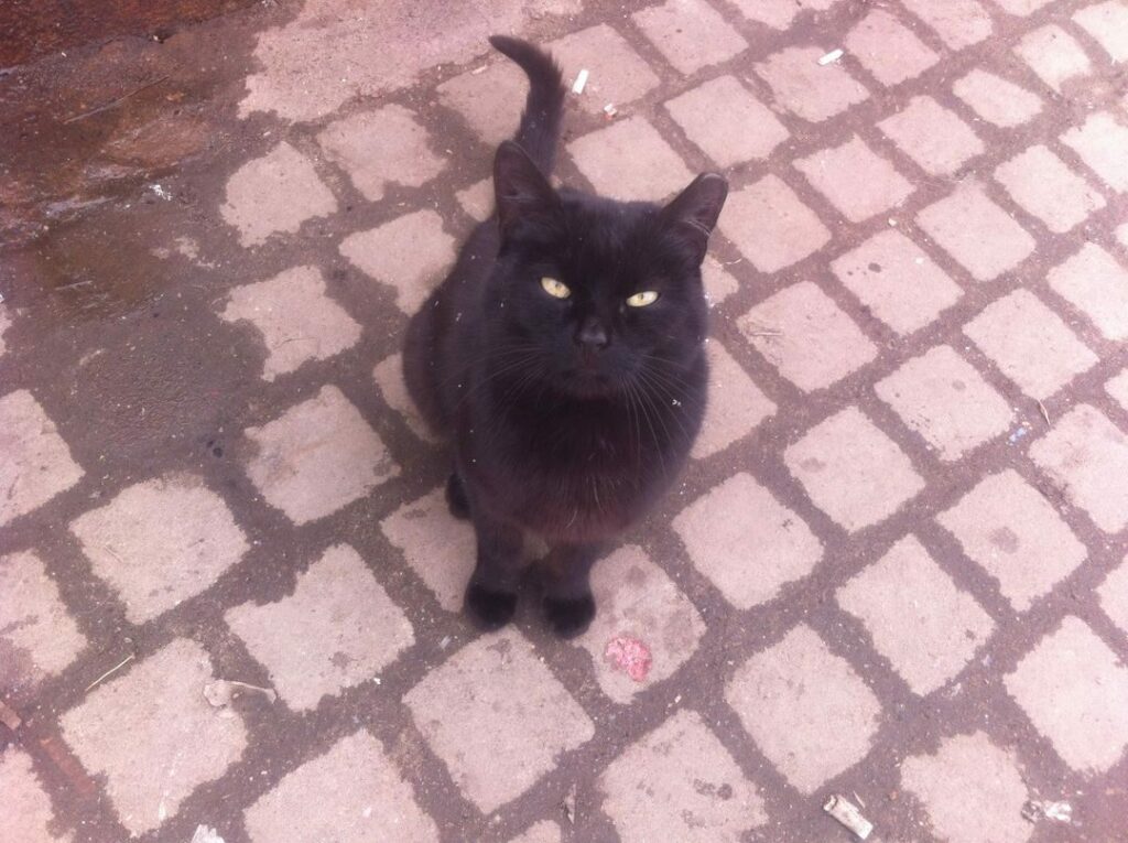 Бездомная черная кошка сидит на тротуаре и внимательно смотрит вверх.