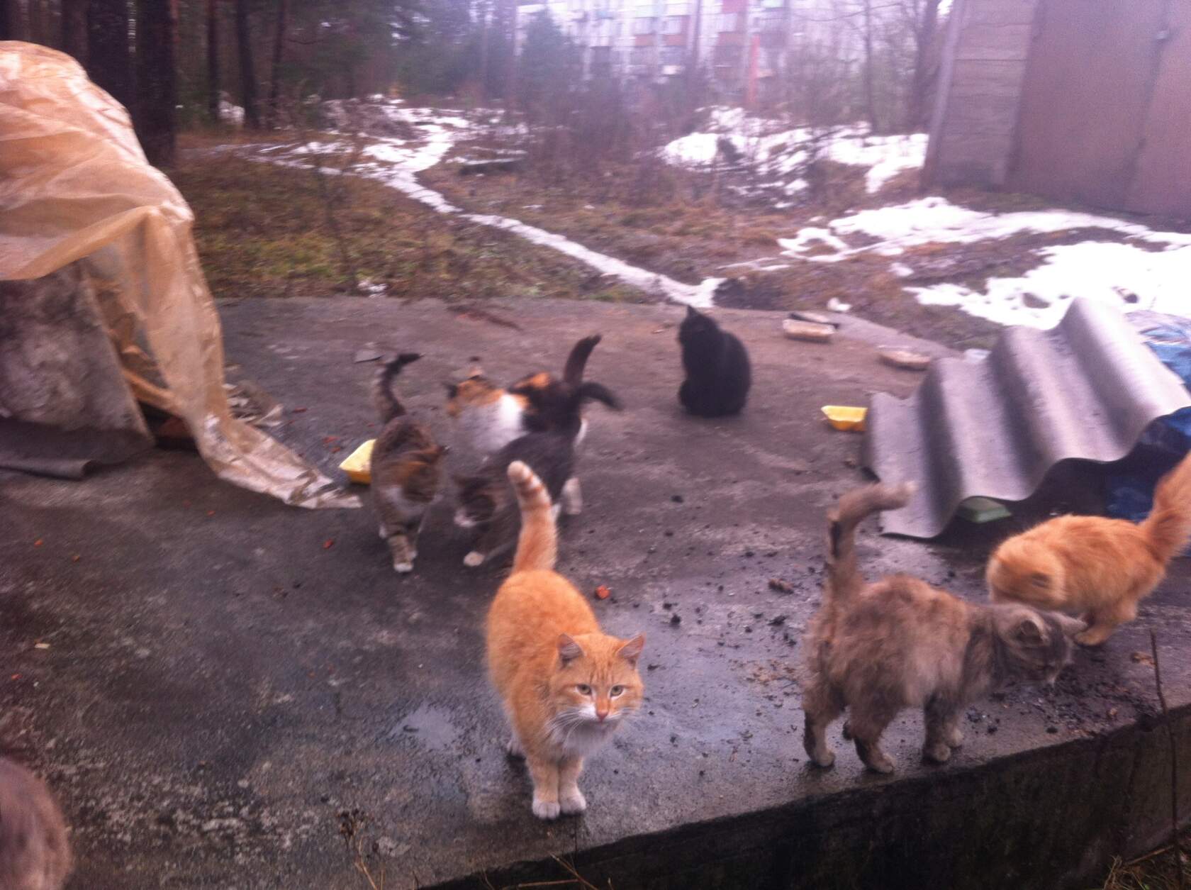 Бездомные кошки в Васкелово