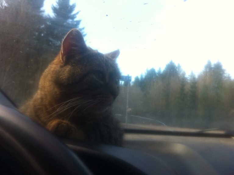 Кот с рыжеватой шерстью задумчиво смотрит в окно автомобиля, сидя на приборной панели.