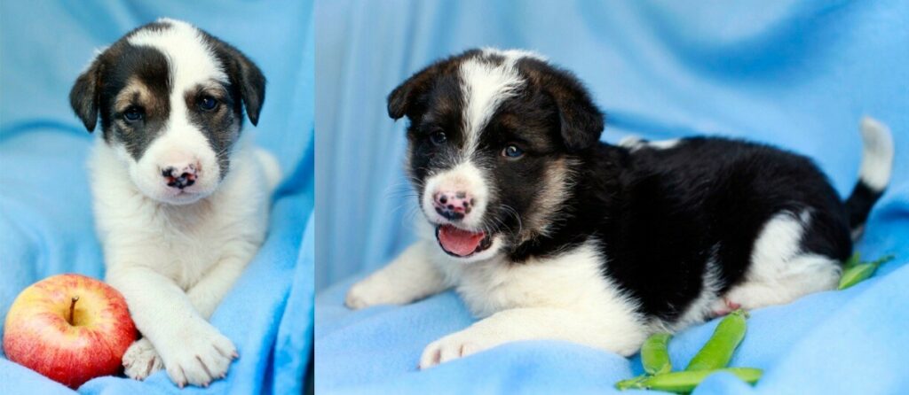 Щенки в приюте