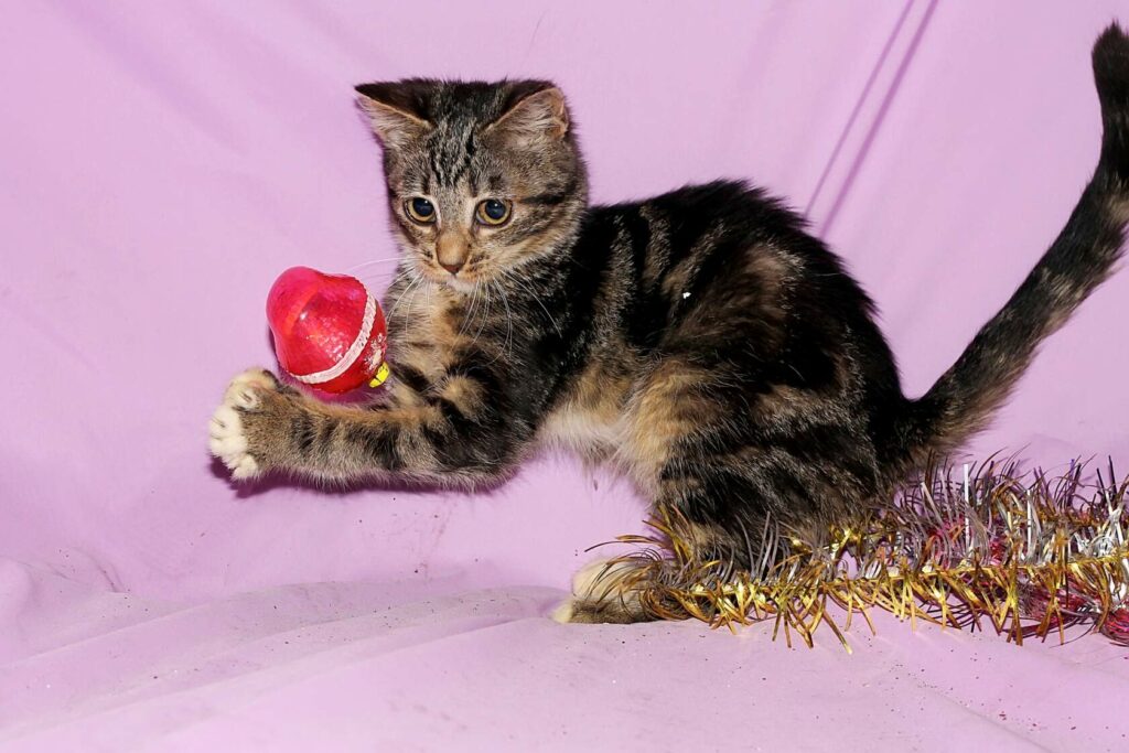 Полосатый котёнок играет с красной игрушкой на сиреневом фоне рядом с блестящей мишурой