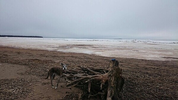 На берегу Финского залива собака стоит рядом с корягой, а вдали виднеется ледяная поверхность воды.