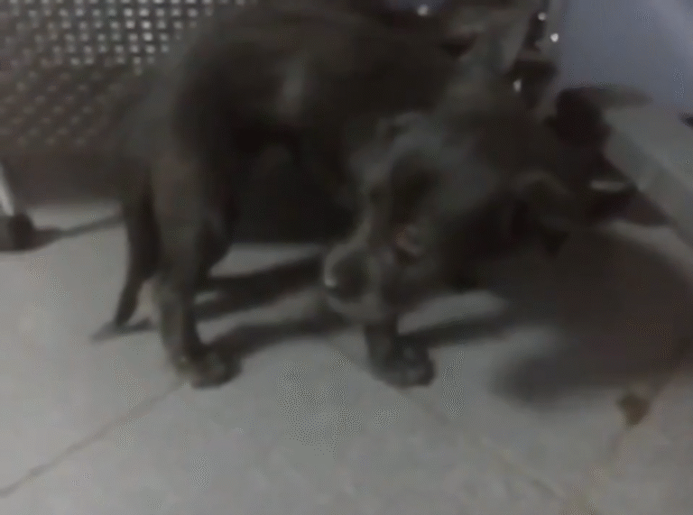 Собака Черника в ветеринарной клинике