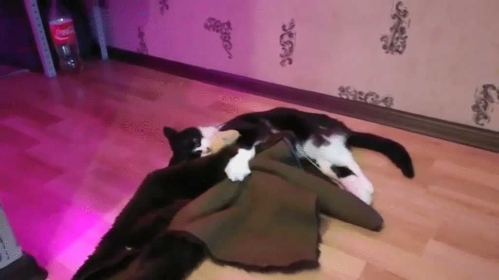 Чёрно-белый кот лежит на полу, обнимая лапами одеяло, в комнате с розовой подсветкой.