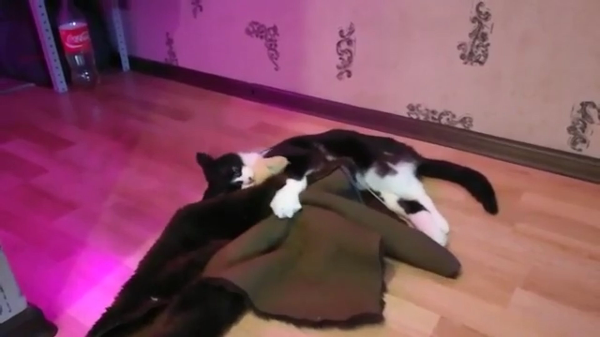 Чёрно-белый кот лежит на полу, обнимая лапами одеяло, в комнате с розовой подсветкой.