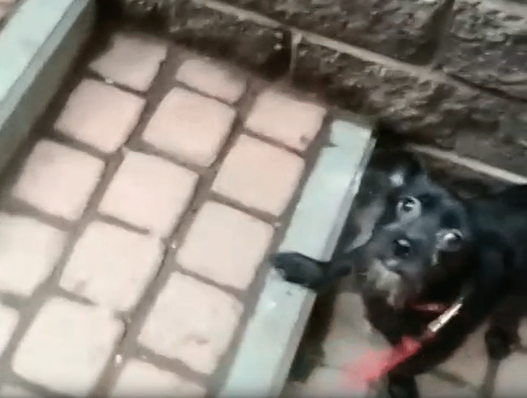 Черника поднимается по лестнице