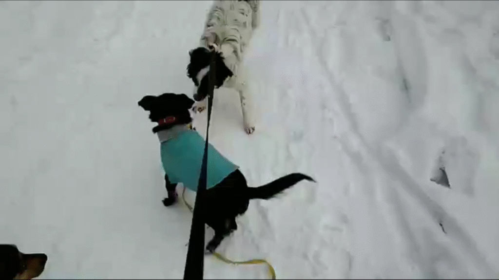 Чёрная маленькая собака по кличке Черника в голубой попоне на поводке играет со светлой собакой на снегу