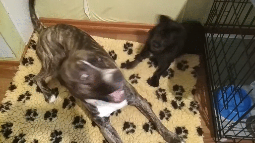 Собаки из приюта играют на коврике у клетки, домашняя передержка, Санкт-Петербург