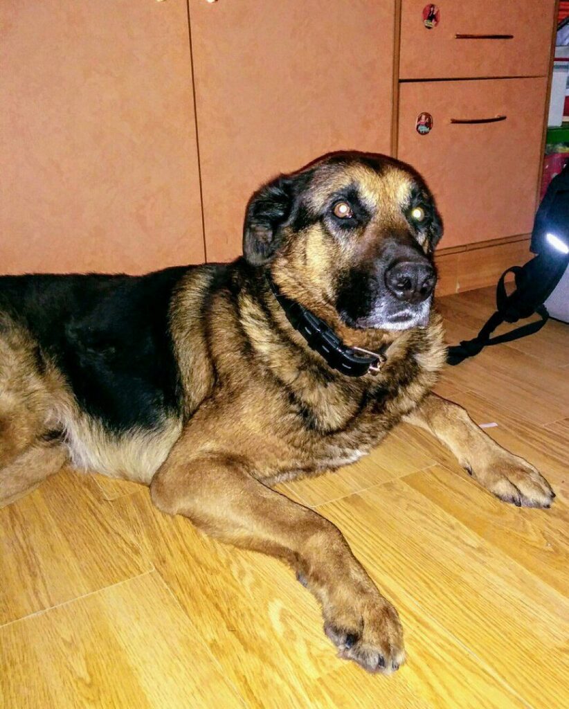 Собака Барон дома лежит на полу после выздоровления