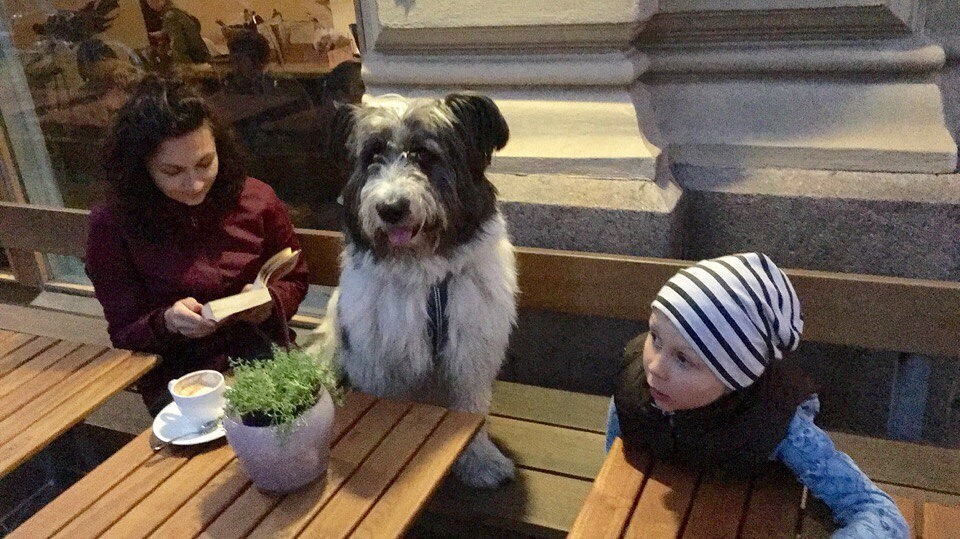На фото собака по кличке Бетховен сидит за столиком между девушкой с книгой и ребёнком в уличном кафе.