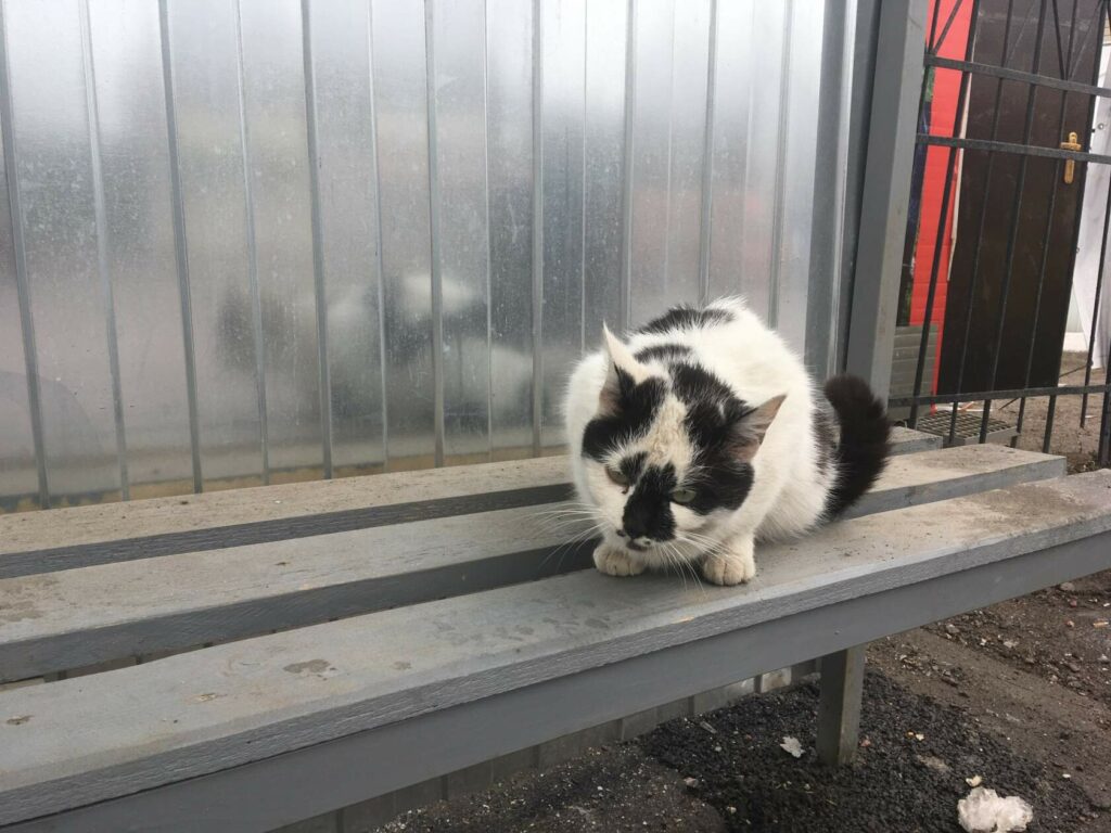 Бело-чёрная кошка, свернувшись клубком, сидит на скамейке автобусной остановки у металлического забора; ищет дом