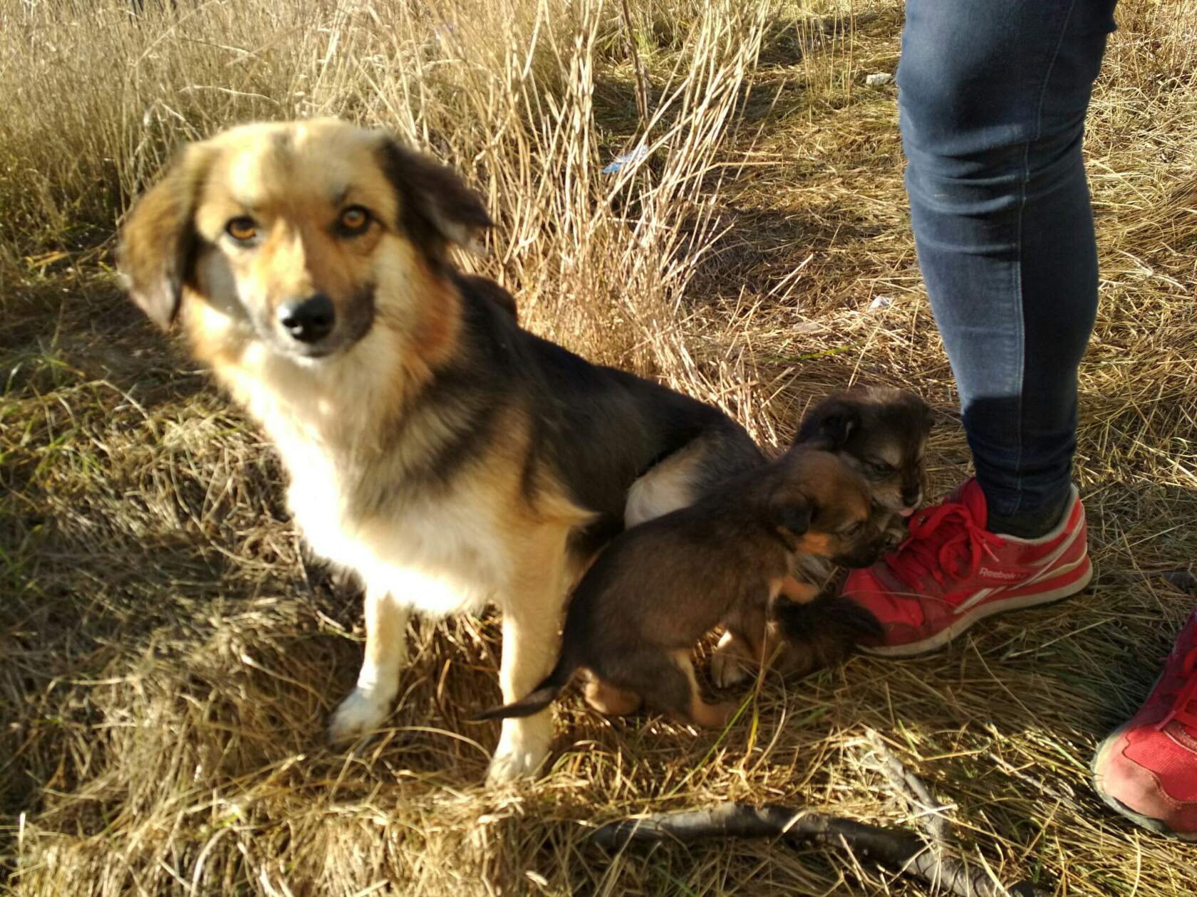 Бездомная собака-мама с двумя щенками у ног человека в красных кроссовках, на сухой траве на пустыре