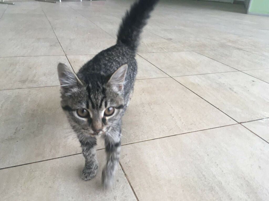 Ласковая полосатая котодевочка 4 месяца на полу, идёт к камере