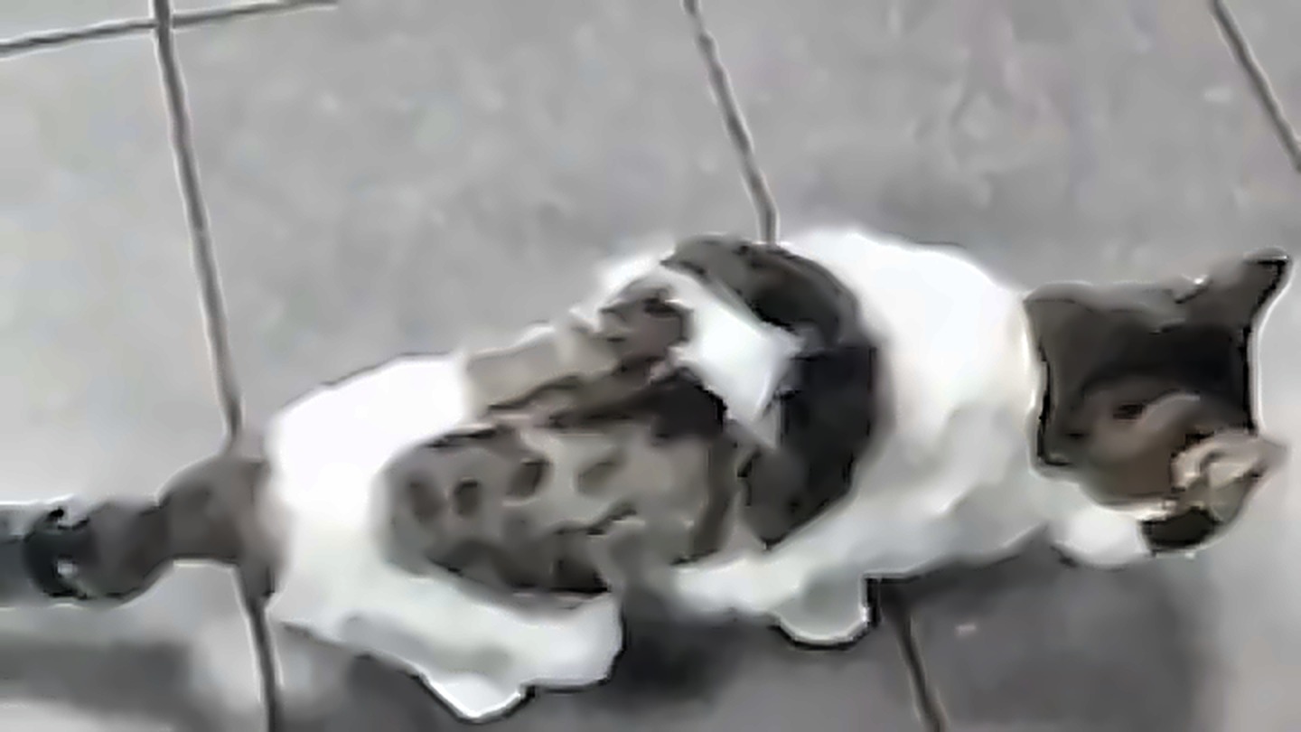 Белый в полосатых пятнах кот с повязкой на хвосте идёт по серой плитке