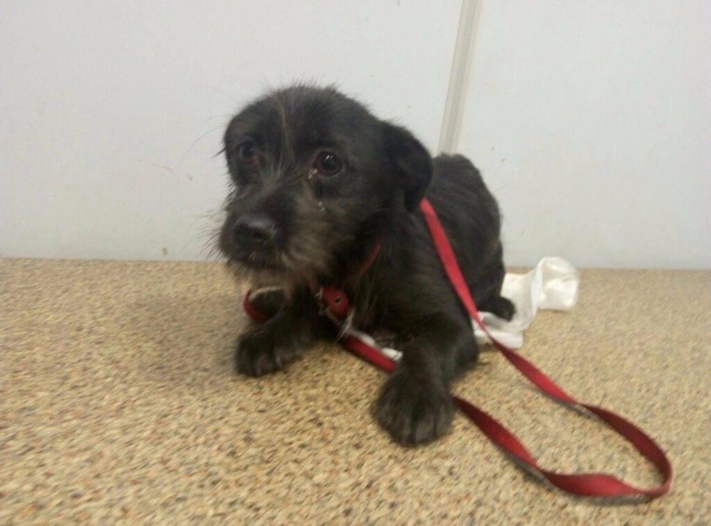 Черника лежит на смотровом столе в ветеринарной клинике, привязанный поводком.