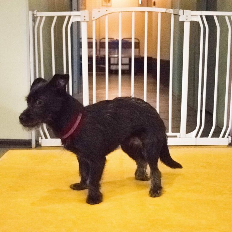 Маленькая чёрная собака Черника стоит на жёлтом коврике в тренажёрном зале у белого ограждения.