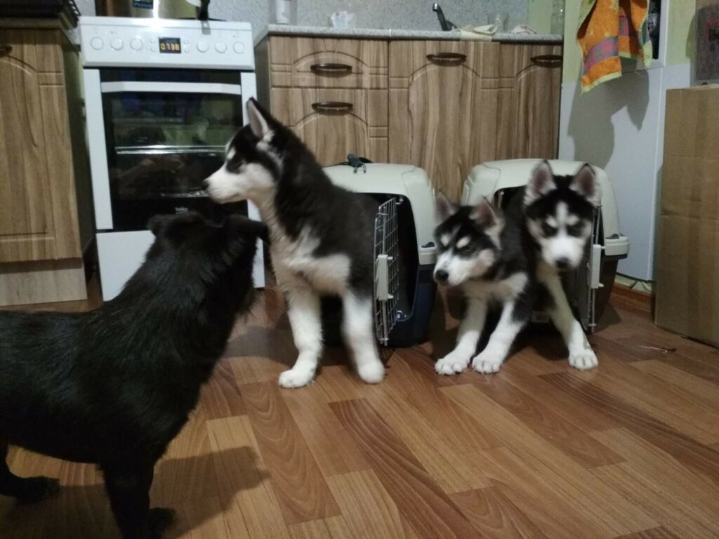 Три щенка хаски выходят из переносок на кухне, их встречает чёрная собака