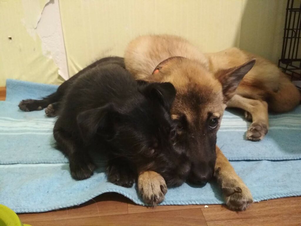 Два щенка лежат, прижавшись друг к другу, на голубом пледе