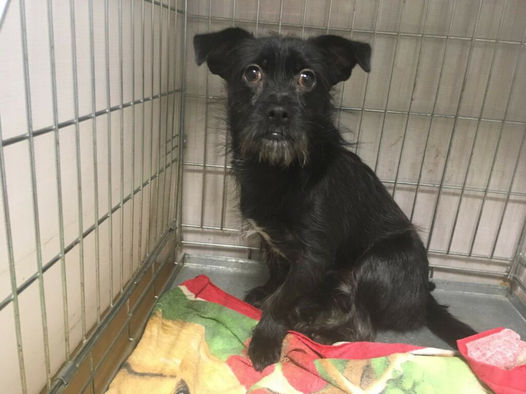 Маленькая собака Черника сидит в стационаре ветклиники в клетке на цветном пледе, с настороженным взглядом.