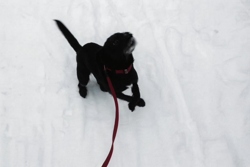 Маленькая чёрная собака по кличке Черника на красном поводке прыгает по снегу, вид сверху