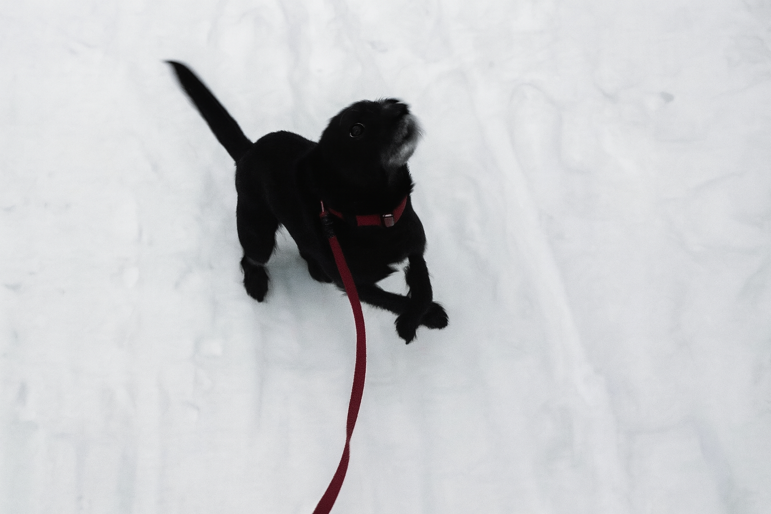 Маленькая чёрная собака по кличке Черника на красном поводке прыгает по снегу, вид сверху