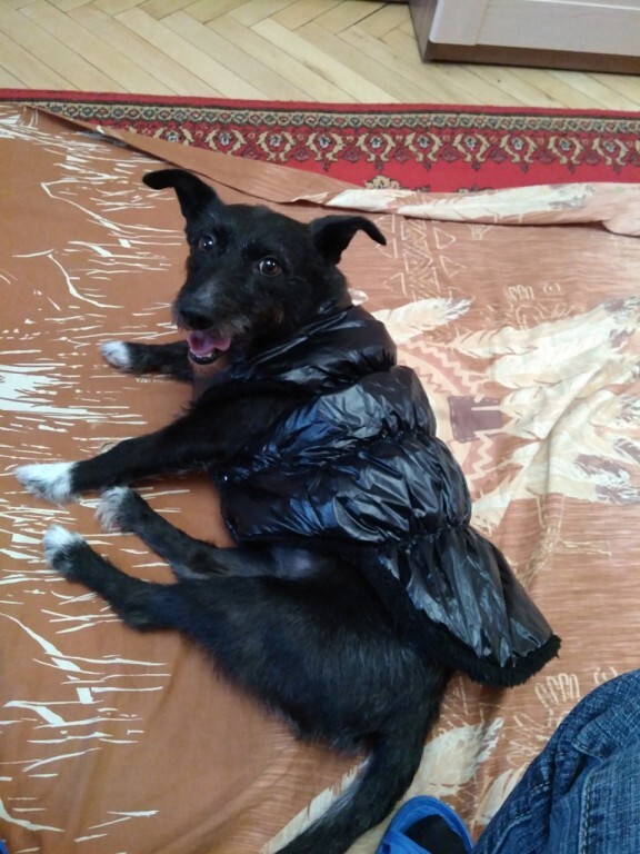 Собака-спинальник Дарина из приюта лежит дома на покрывале в чёрной тёплой попоне и улыбается.