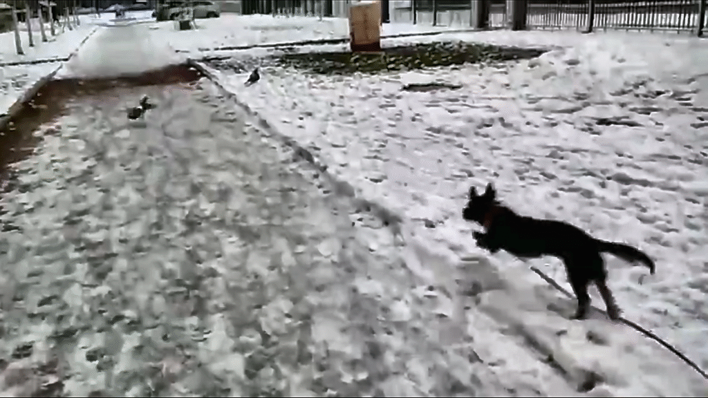Чёрная маленькая собака по кличке Черника в красном ошейнике и на поводке бежит по заснеженному парку, подпрыгивая и преследуя двух голубей на дорожке