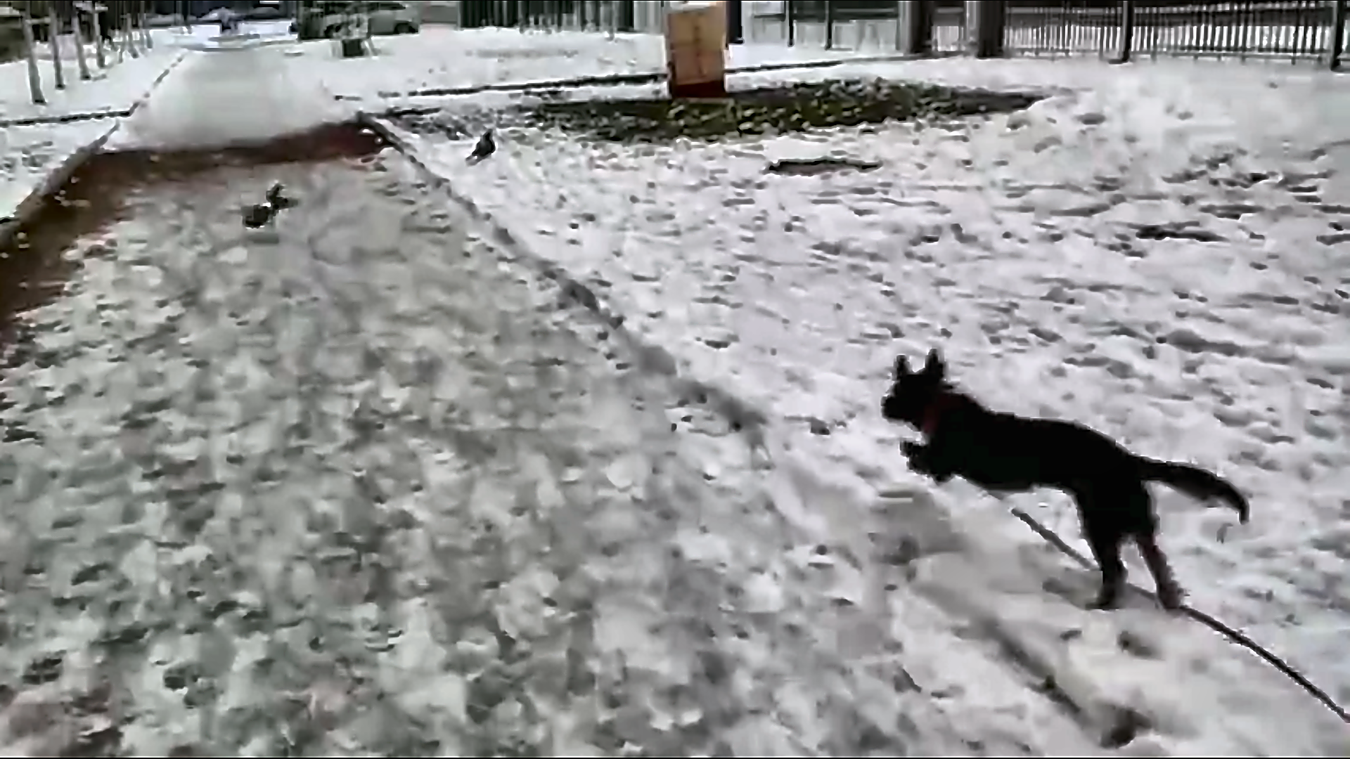 Чёрная маленькая собака по кличке Черника в красном ошейнике и на поводке бежит по заснеженному парку, подпрыгивая и преследуя двух голубей на дорожке