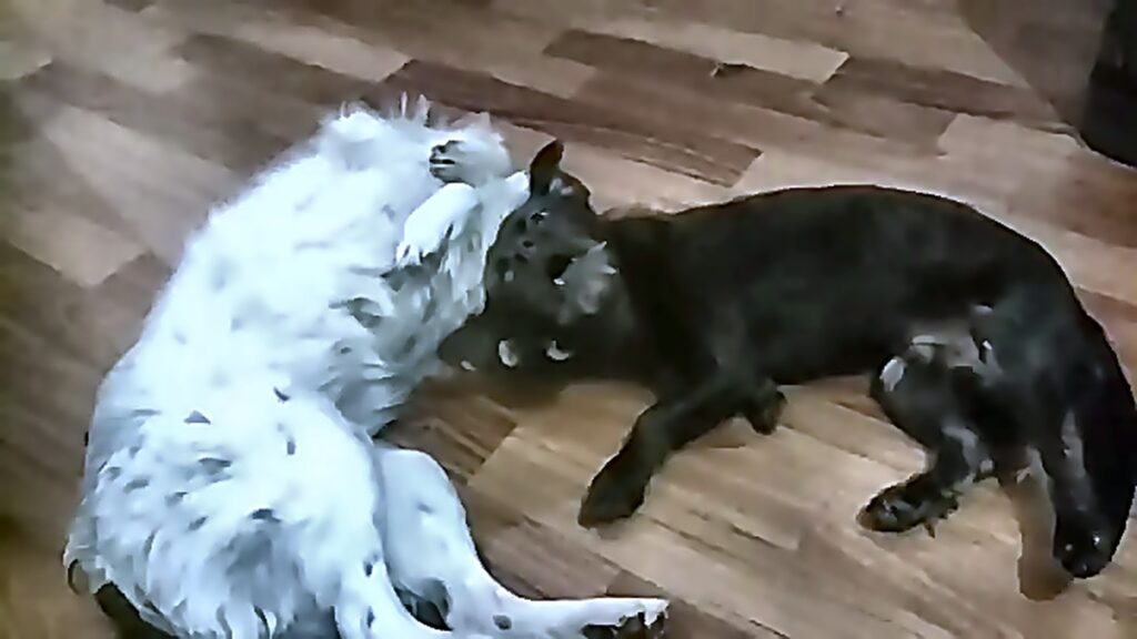 Две собаки, одна белая и одна чёрная, валяются на деревянном полу и игриво покусывают друг друга, головы сведены вмест