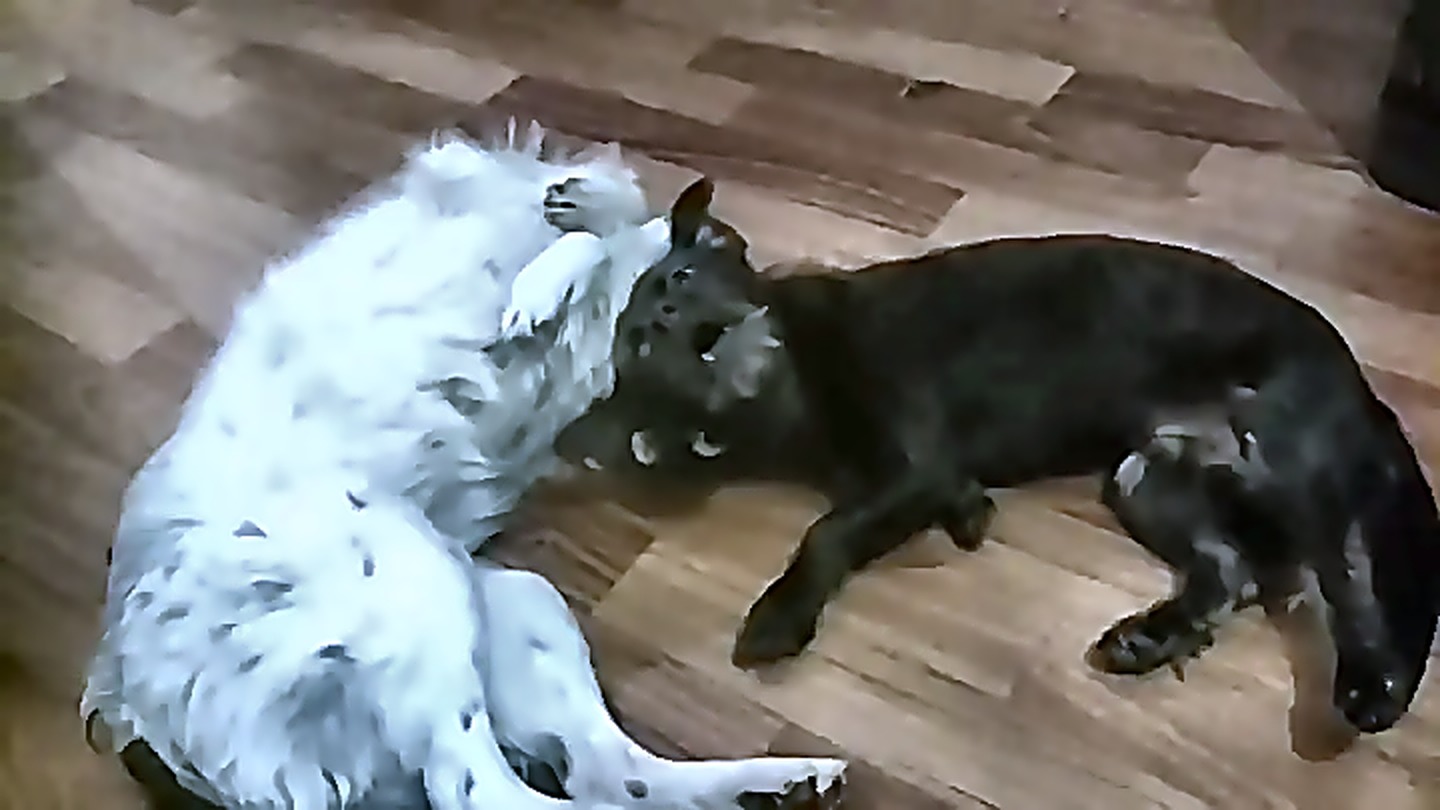 Две собаки, одна белая и одна чёрная, валяются на деревянном полу и игриво покусывают друг друга, головы сведены вмест