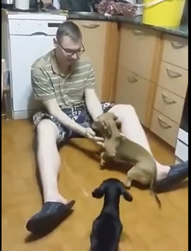 Мужчина на кухне сидит на полу и играет с двумя таксами из приюта - рыжей и чёрной