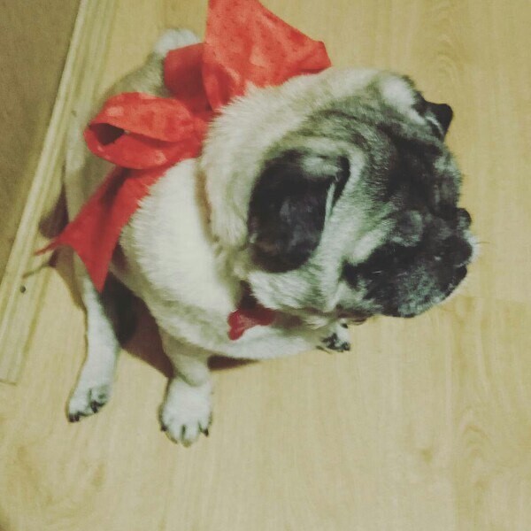 Джессика, пушистая радость из приюта, наслаждается домашним уютом. Красный бант добавляет её образу шарма.