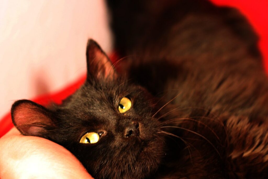 Чёрный кот с жёлтыми глазами лежит на руке человека на красном фоне