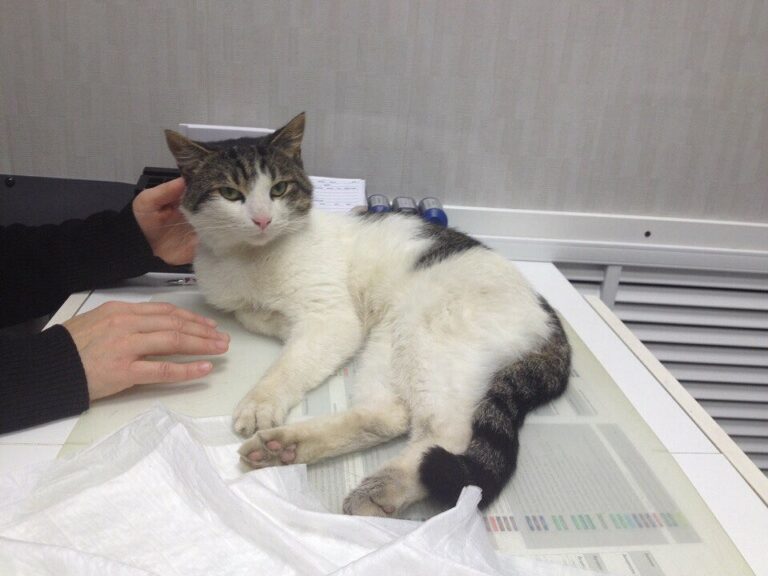 Кот Ёшка лежит на столе в ветклинике, спокойно смотрит в камеру, рядом рука врача.