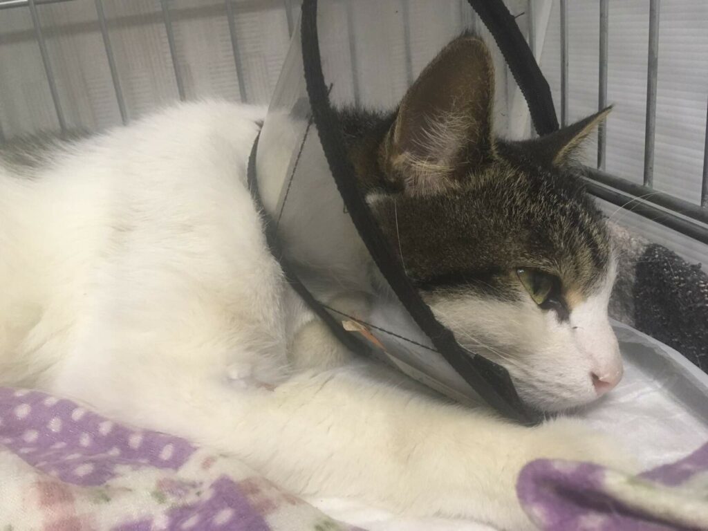 Кот Ёсик в защитном воротнике лежит в клетке стационара на одеяле.