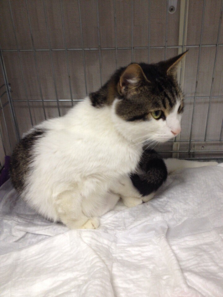 Кот Ёшка в стационаре ветклиники сидит в клетке на белой пелёнке.