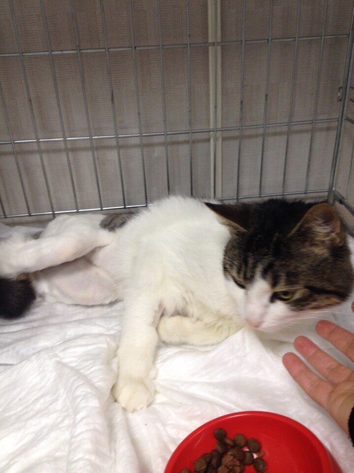 Кот Ёшка в стационаре ветклиники лежит на белой пелёнке в металлической клетке; видна выбритая задняя лапа, к нему протянута рука человека, рядом стоит красная миска с кормом