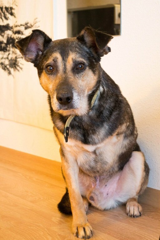 Приютская собака с тремя лапами