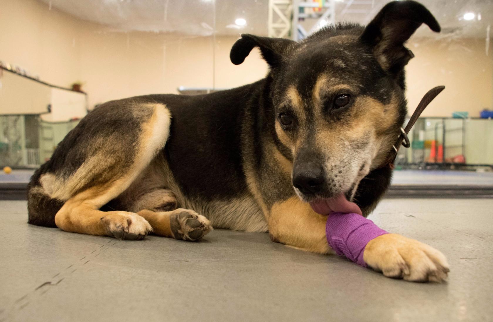 Трёхногий пёс Фрол с повязкой на лапе лежит в приюте и очень ждёт свои добрые, заботливые руки.