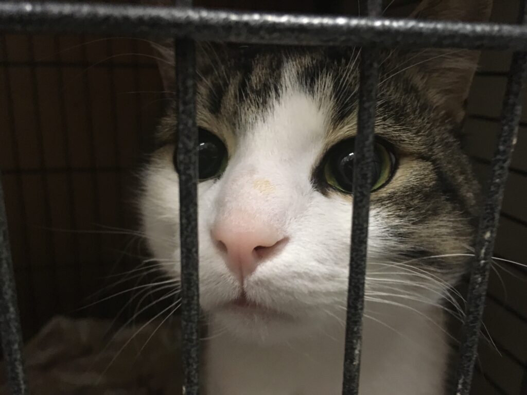 Кот Ёшка в стационаре за решёткой клетки, крупный план мордочки
