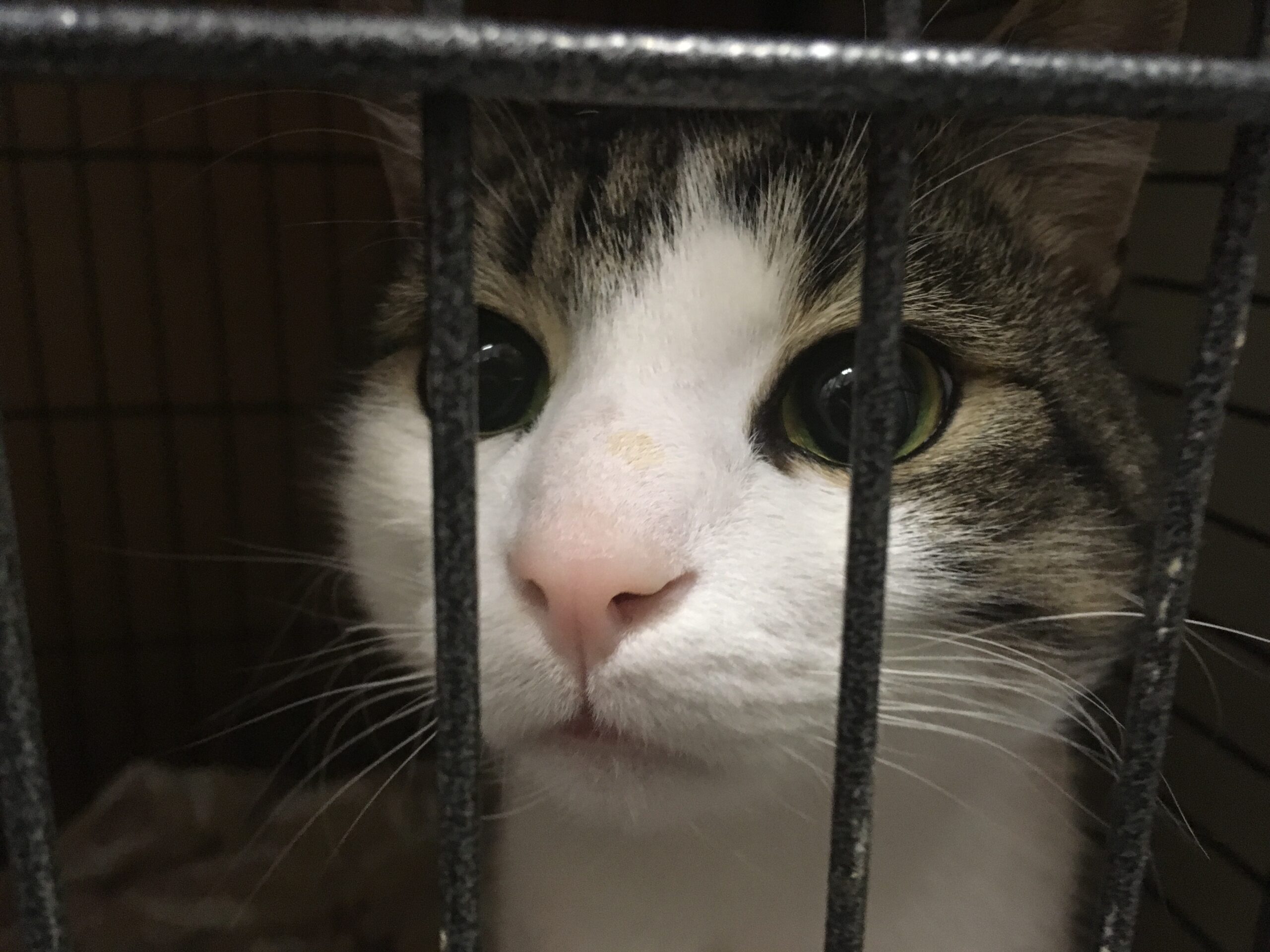 Кот Ёшка в стационаре за решёткой клетки, крупный план мордочки