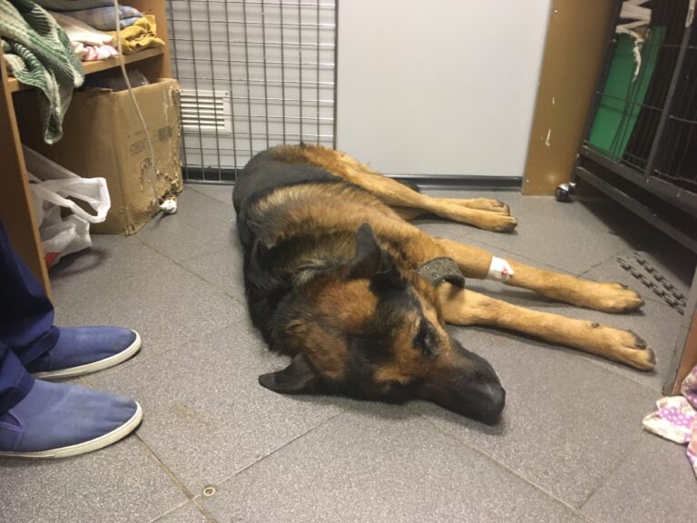 Немецкая овчарка Барон лежит на полу ветклиники после операции, на лапе видна повязка/катетер