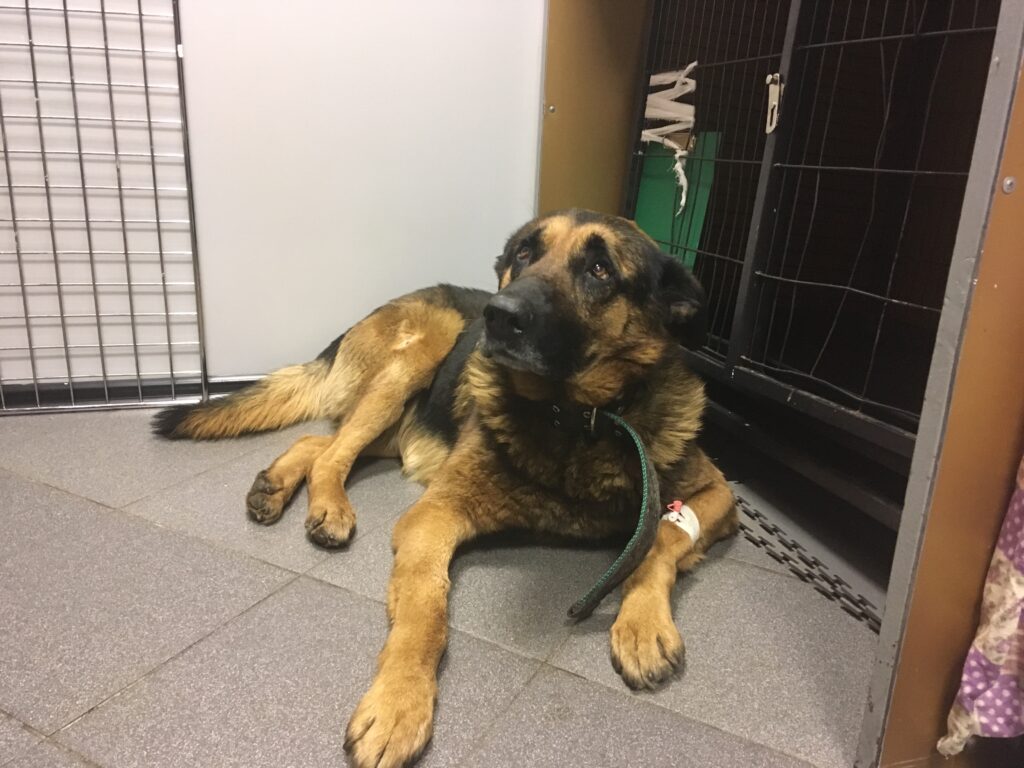 После операции Барон — немецкая овчарка — лежит у клетки в клинике, на лапе белая повязка