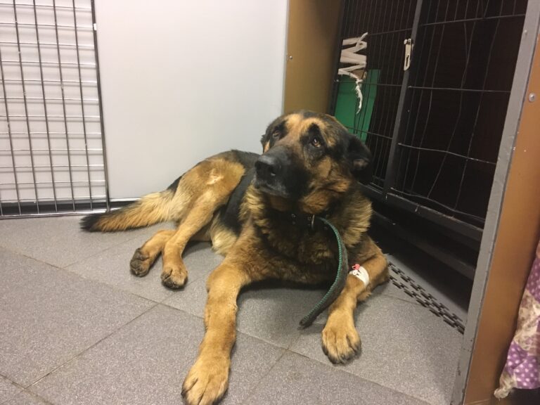 После операции Барон — немецкая овчарка — лежит у клетки в клинике, на лапе белая повязка