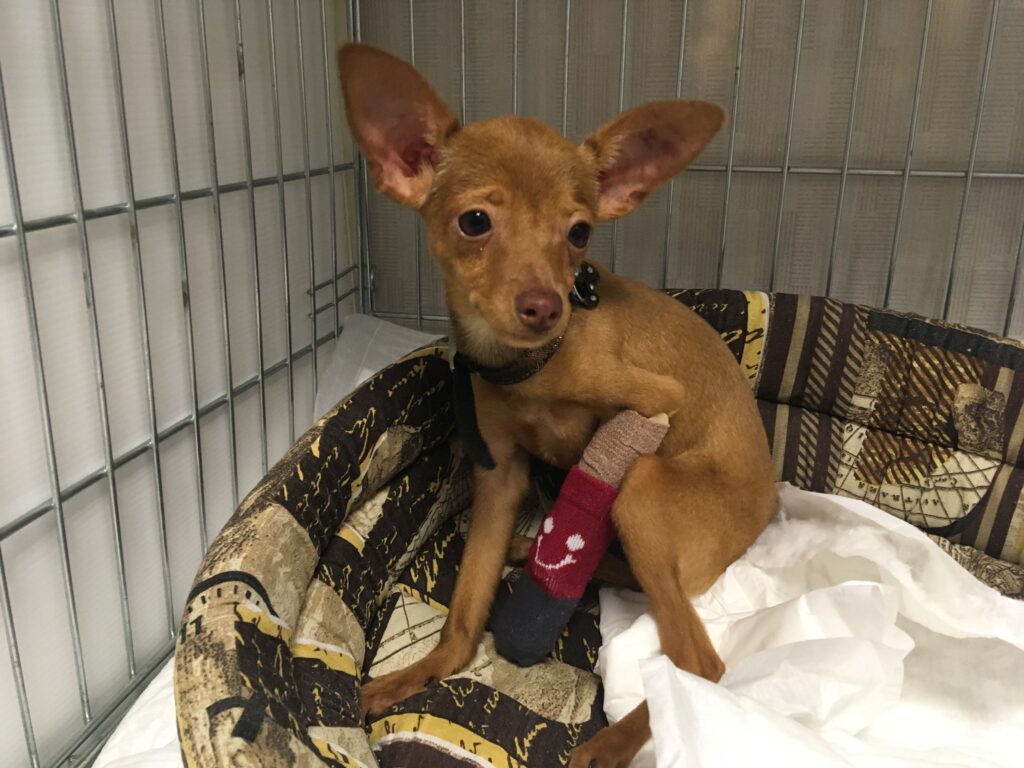 Пятимесячный щенок той-терьера в клетке ветклиники, на лапе гипс в носочке с мордочкой