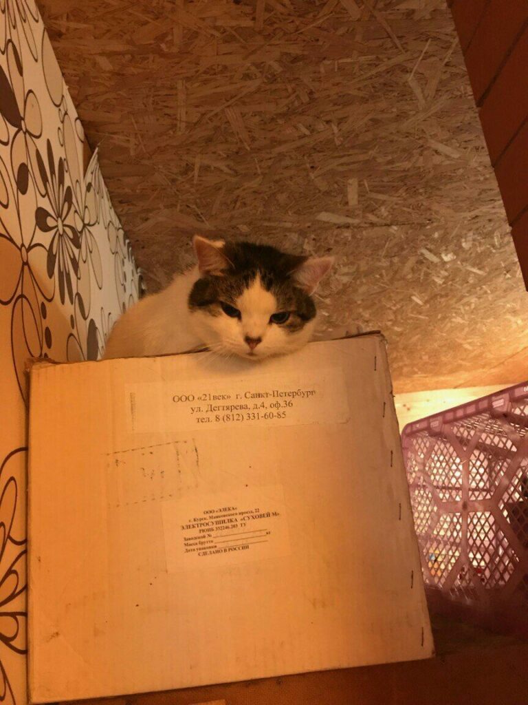 Кошечка сидит на высокой коробке